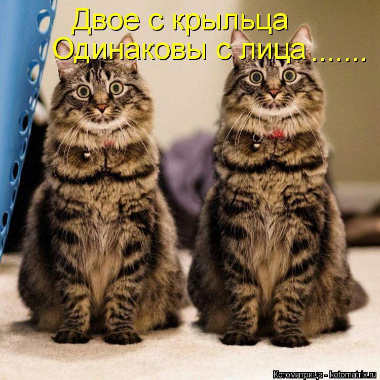 Котоматрица: Двое с крыльца Одинаковы с лица .......