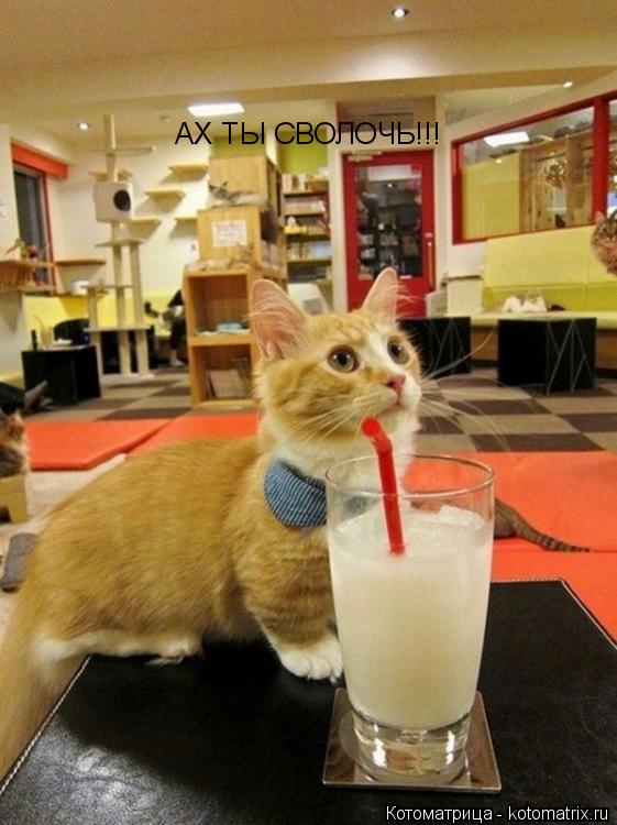 АХ ТЫ СВОЛОЧЬ!!!... Котоматрица: АХ ТЫ СВОЛОЧЬ!!!