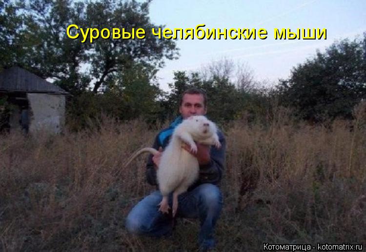 Суровые челябинские мыши... Котоматрица: Суровые челябинские мыши