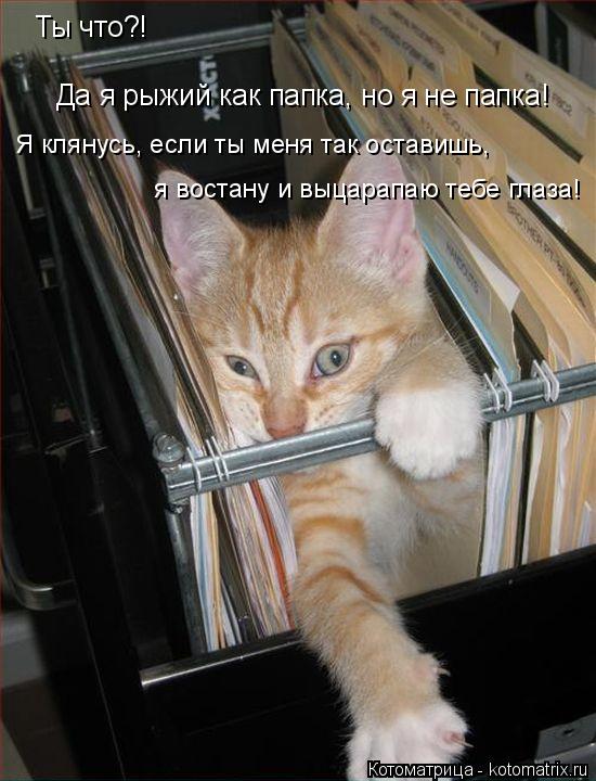Ты что?! Да я рыжий как папка, но я не папка! Я клянусь, если ты меня так оставишь, я востану и выца... Котоматрица: Ты что?! Да я рыжий как папка, но я не папка! Я клянусь, если ты меня так оставишь, я востану и выцарапаю тебе глаза!