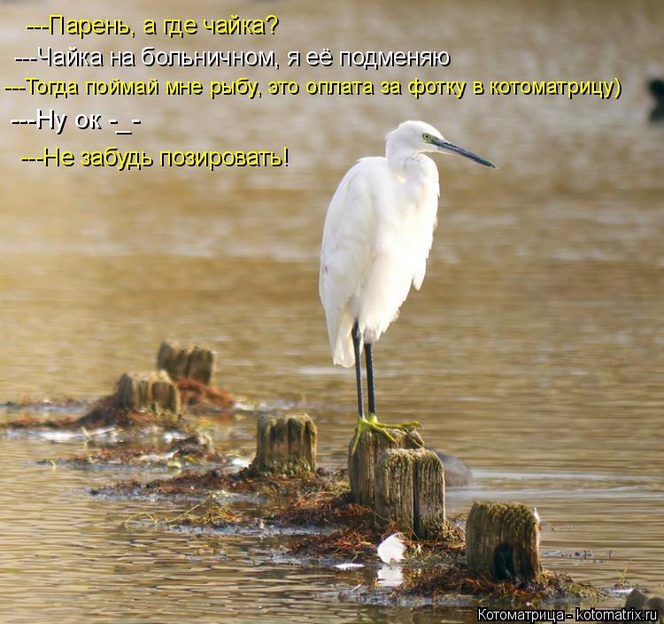 ---Парень, а где чайка? ---Чайка на больничном, я её подменяю ---Тогда поймай мне рыбу, это оплата за... Котоматрица: ---Парень, а где чайка? ---Чайка на больничном, я её подменяю ---Тогда поймай мне рыбу, это оплата за фотку в котоматрицу) ---Не забудь позировать!