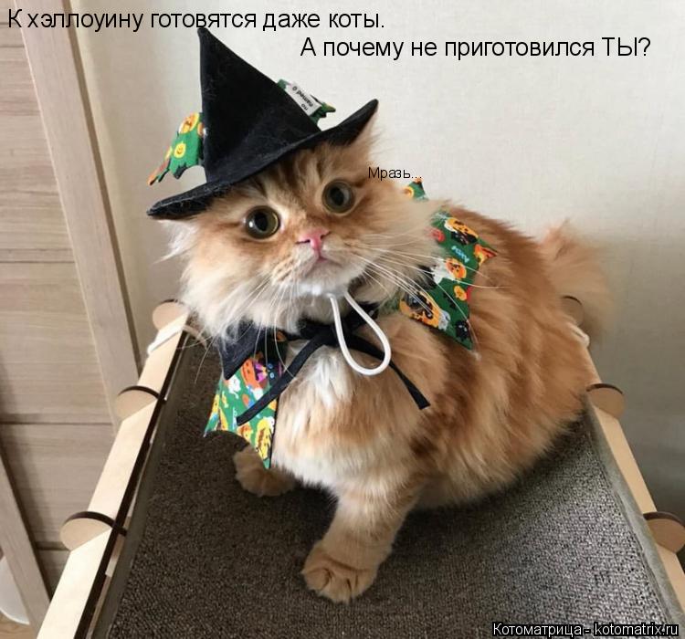 К хэллоуину готовятся даже коты. А почему не приготовился ТЫ? Мразь...... Котоматрица: К хэллоуину готовятся даже коты. А почему не приготовился ТЫ? Мразь...