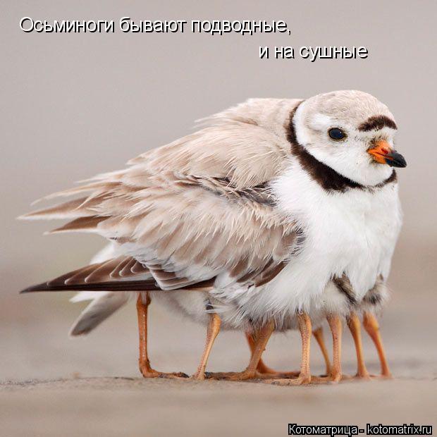 Осьминоги бывают подводные, и на сушные... Котоматрица: Осьминоги бывают подводные, и на сушные