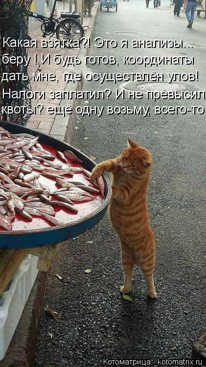 Какая взятка?! Это я анализы... беру ! И будь готов, координаты дать мне, где осуществлён улов! Налог... Котоматрица: Какая взятка?! Это я анализы... беру ! И будь готов, координаты дать мне, где осуществлён улов! Налоги заплатил? И не превысил квоты? ещё одну в