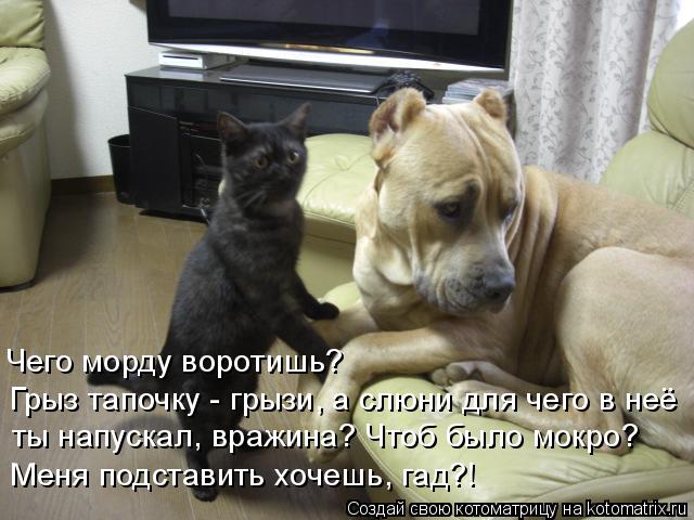 Чего морду воротишь? Грыз тапочку - грызи, а слюни для чего в неё ты напускал, вражина? Чтоб было мок... Котоматрица: Чего морду воротишь? Грыз тапочку - грызи, а слюни для чего в неё ты напускал, вражина? Чтоб было мокро? Меня подставить хочешь, гад?!