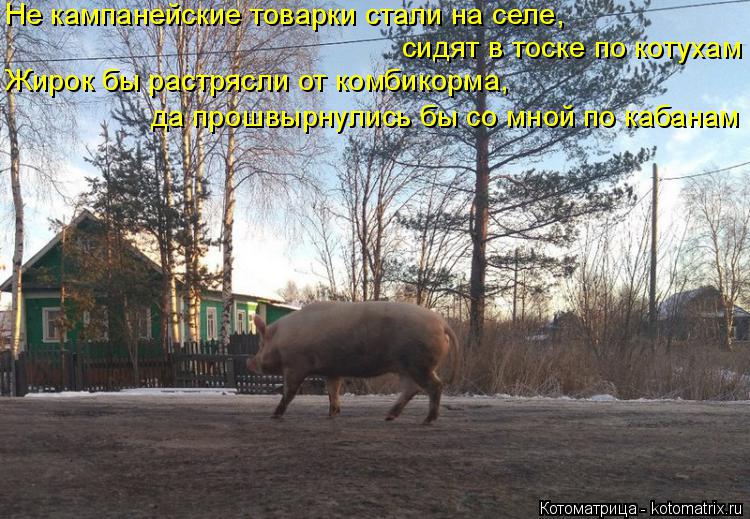 Котоматрица: сидят в тоске по котухам  Жирок бы растрясли от комбикорма, да прошвырнулись бы со мной по кабанам  Не кампанейские товарки стали на селе,