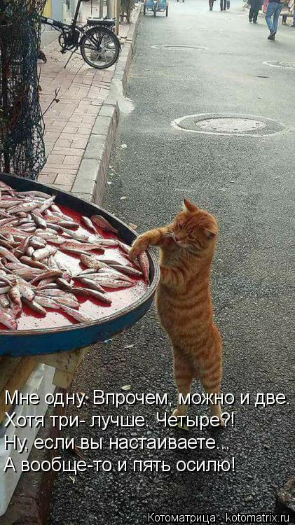 Мне одну. Впрочем, можно и две. Хотя три- лучше. Четыре?! Ну, если вы настаиваете... А вообще-то и пя... Котоматрица: Мне одну. Впрочем, можно и две. Хотя три- лучше. Четыре?! Ну, если вы настаиваете... А вообще-то и пять осилю!