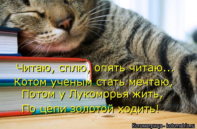 Котоматрица: Читаю, сплю, опять читаю... Котом ученым стать мечтаю, Потом у Лукоморья жить, По цепи золотой ходить!