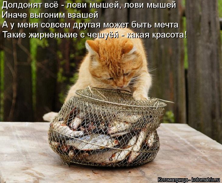 Котоматрица: Долдонят всё - лови мышей, лови мышей Иначе выгоним взашей А у меня совсем другая может быть мечта Такие жирненькие с чешуёй - какая красота!