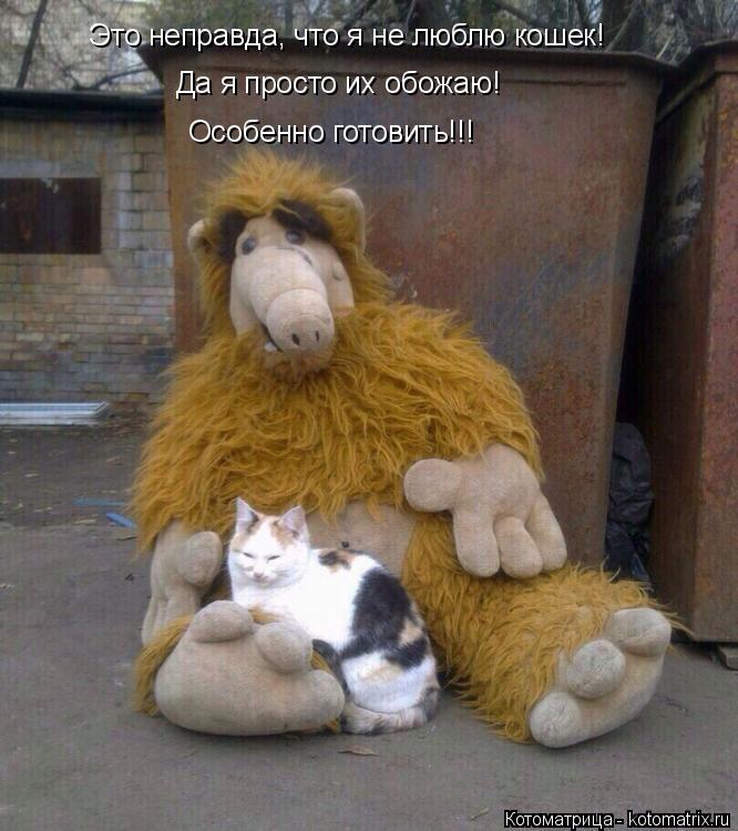 Это неправда, что я не люблю кошек! Да я просто их обожаю! Особенно готовить!!!... Котоматрица: Это неправда, что я не люблю кошек! Да я просто их обожаю! Особенно готовить!!!