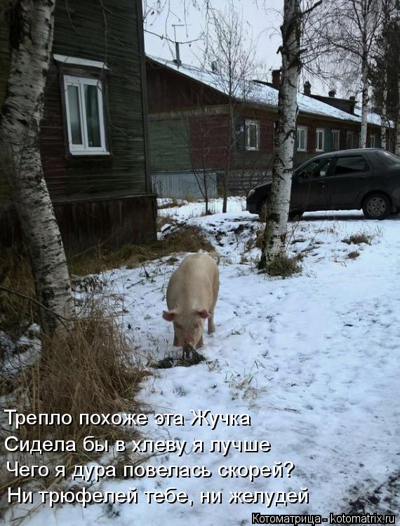 Котоматрица: Трепло похоже эта Жучка Сидела бы в хлеву я лучше  Чего я дура повелась скорей? Ни трюфелей тебе, ни желудей
