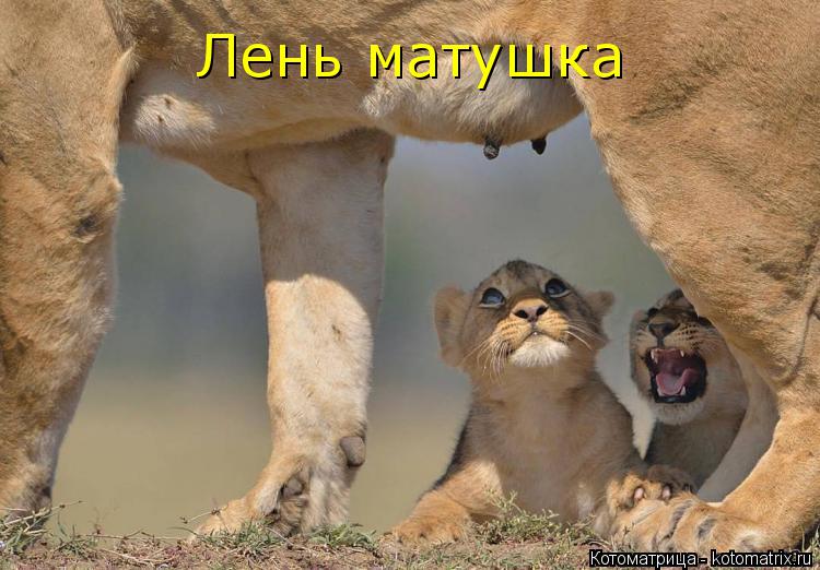Лень матушка... Котоматрица: Лень матушка