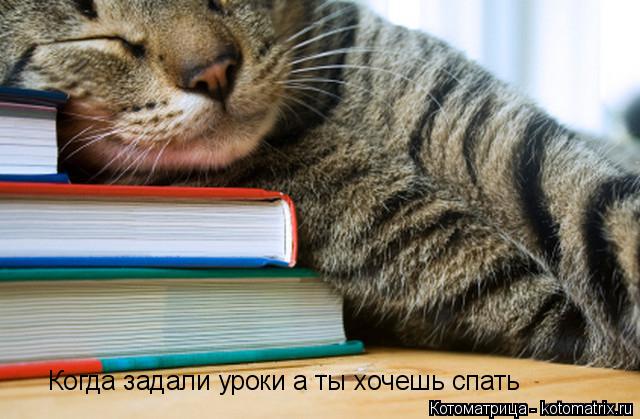 Котоматрица: Когда задали уроки а ты хочешь спать