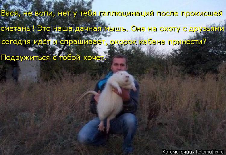 Подружиться с тобой хочет. Вася, не вопи, нет у тебя галлюцинаций после прокисшей сметаны! Это наша д... Котоматрица: Подружиться с тобой хочет. Вася, не вопи, нет у тебя галлюцинаций после прокисшей сметаны! Это наша дачная мышь. Она на охоту с друзьями сего