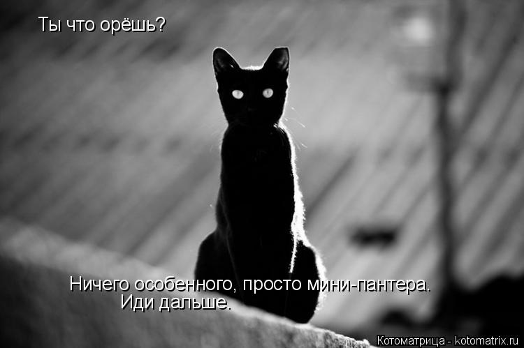 Ты что орёшь? Ничего особенного, просто мини-пантера. Иди дальше.... Котоматрица: Ты что орёшь? Ничего особенного, просто мини-пантера. Иди дальше.