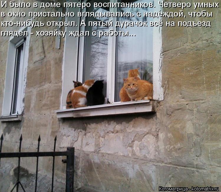 Котоматрица: И было в доме пятеро воспитанников. Четверо умных в окно пристально вглядывались с надеждой, чтобы кто-нибудь открыл. А пятый дурачок всё на