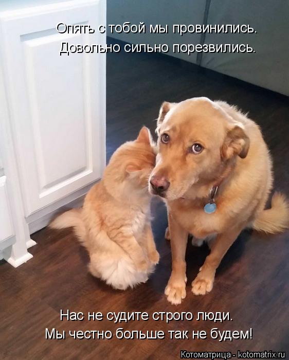 Котоматрица: Мы честно больше так не будем! Нас не судите строго люди. Довольно сильно порезвились. Опять с тобой мы провинились.