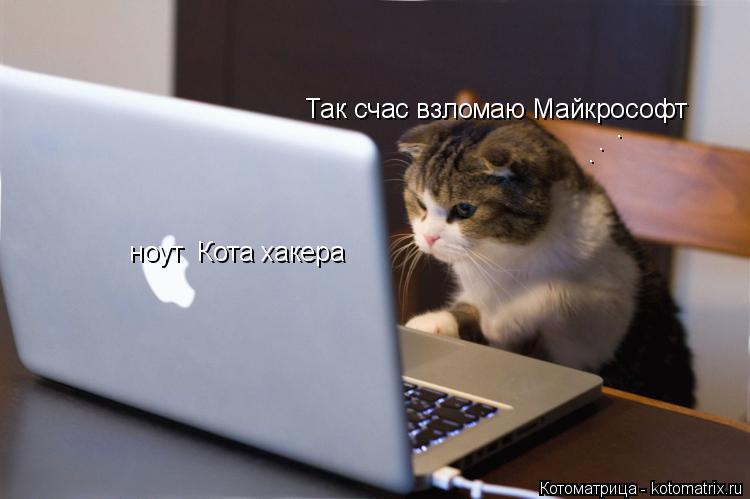 Котоматрица: ноут  Кота хакера  Так счас взломаю Майкрософт . . .