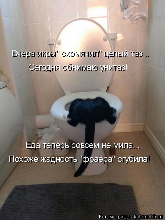 Котоматрица: Сегодня обнимаю унитаз! Еда теперь совсем не мила... Похоже жадность "фраера" сгубила! Вчера икры" схомячил" целый таз...