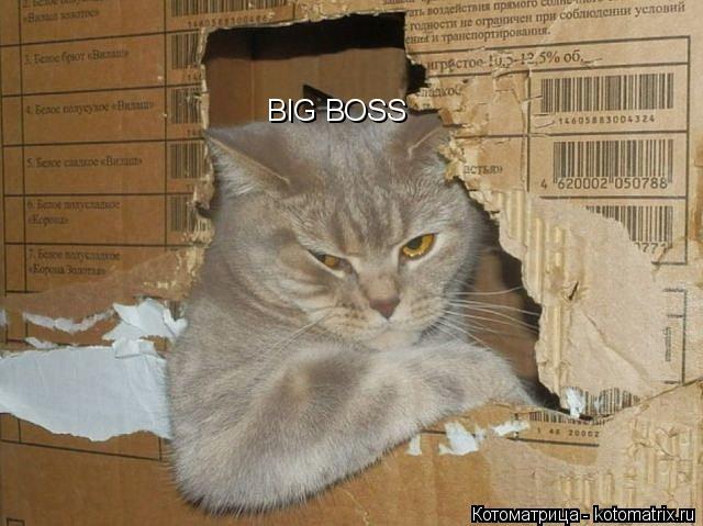 Котоматрица: BIG BOSS