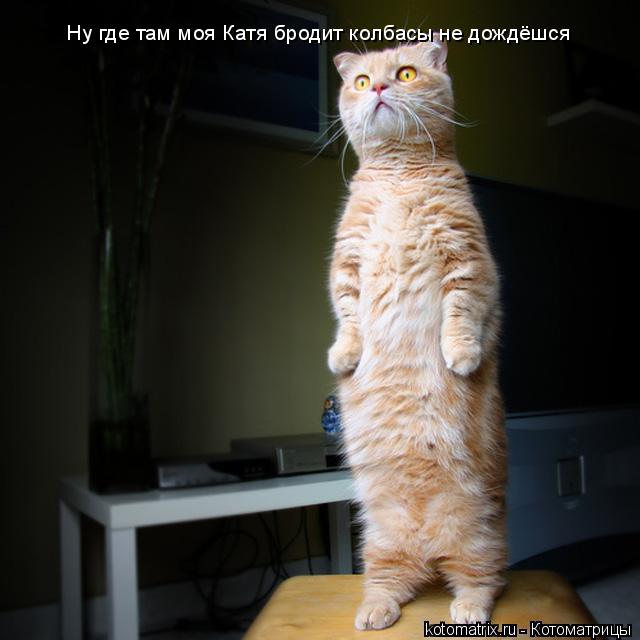 Котоматрица: Ну где там моя Катя бродит колбасы не дождёшся
