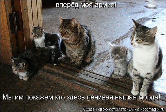 Котоматрица: вперёд моя армия! Мы им покажем кто здесь ленивая наглая морда!