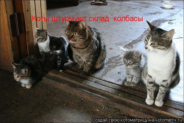 Котоматрица: Коты штурмуют склад  колбасы