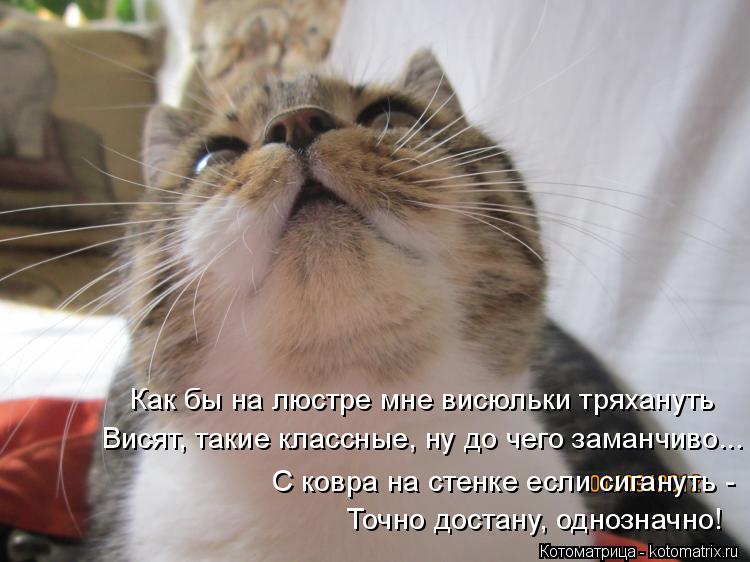 Котоматрица: Висят, такие классные, ну до чего заманчиво... Как бы на люстре мне висюльки тряхануть С ковра на стенке если сигануть - Точно достану, однозн