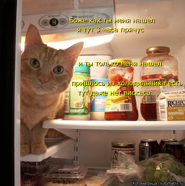 Котоматрица: Боже как ты меня нашел и ты только меня нашел пришлось из холодильника есть я тут 3 часа прячус тут даже нет вискаса