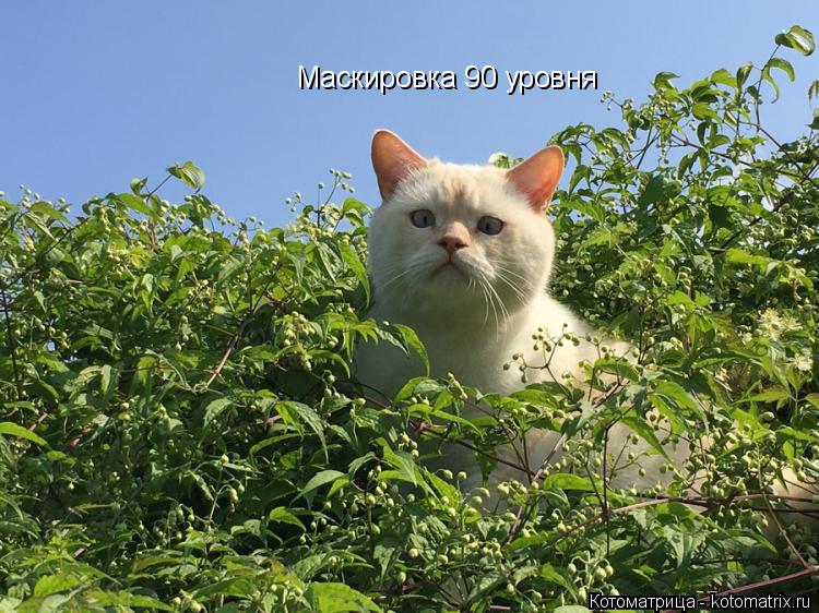 Котоматрица: Маскировка 90 уровня