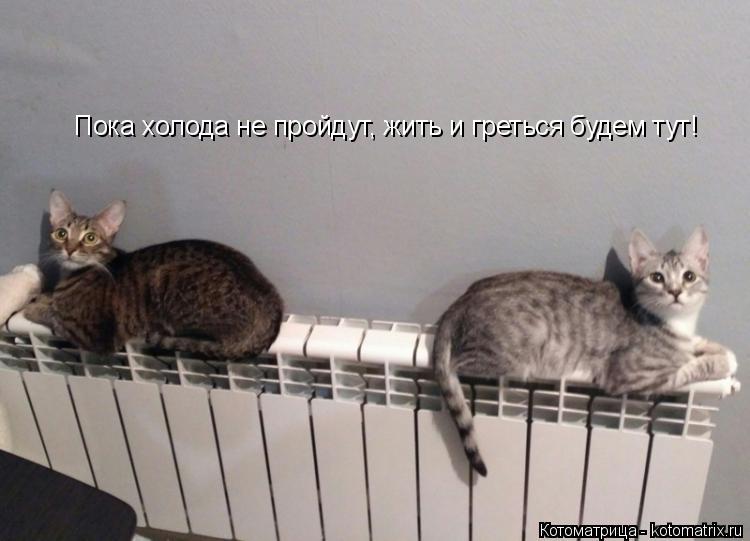 Котоматрица: Пока холода не пройдут, жить и греться будем тут!