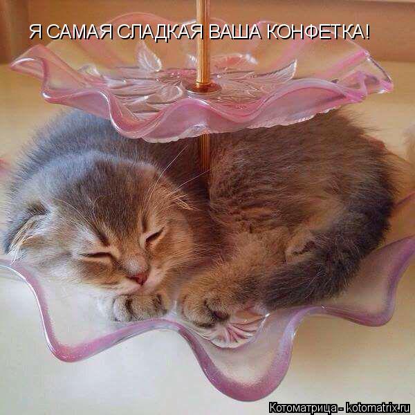 Котоматрица: Я САМАЯ СЛАДКАЯ ВАША КОНФЕТКА!