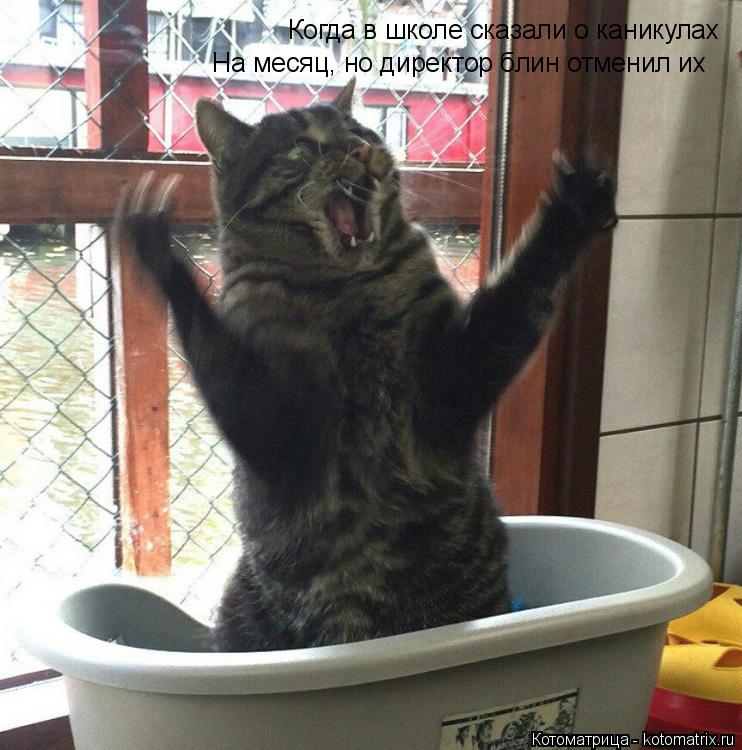 Котоматрица: Когда в школе сказали о каникулах  На месяц, но директор блин отменил их