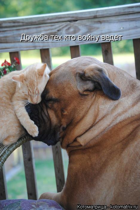 Котоматрица: Дружба тех кто войну ведёт