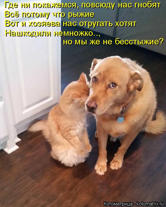 Котоматрица: Всё потому что рыжие   Вот и хозяева нас отругать хотят Нашкодили немножко.., но мы же не бесстыжие?  Где ни покажемся, повсюду нас гнобят