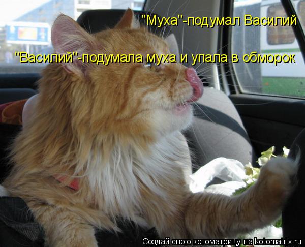 Котоматрица: "Муха"-подумал Василий "Василий"-подумала муха и упала в обморок