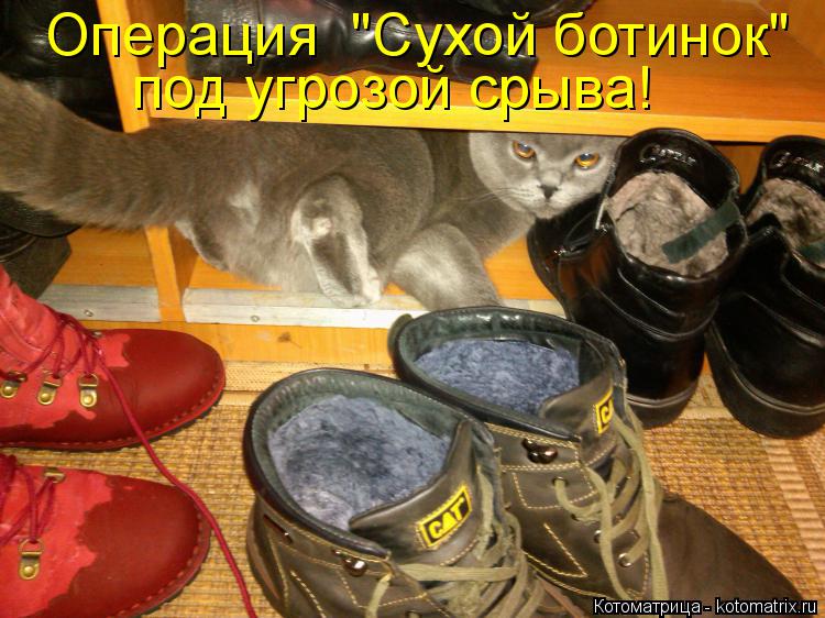 Операция "Сухой ботинок" под угрозой срыва!... Котоматрица: Операция "Сухой ботинок" под угрозой срыва!