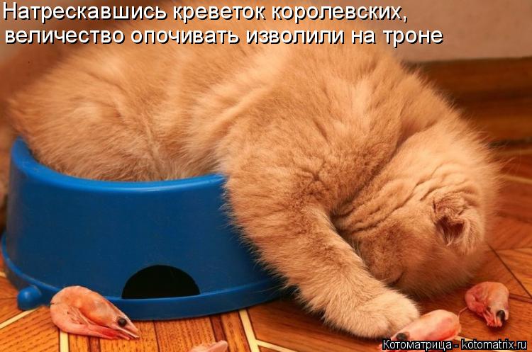 Котоматрица: Натрескавшись креветок королевских, величество опочивать изволили на троне