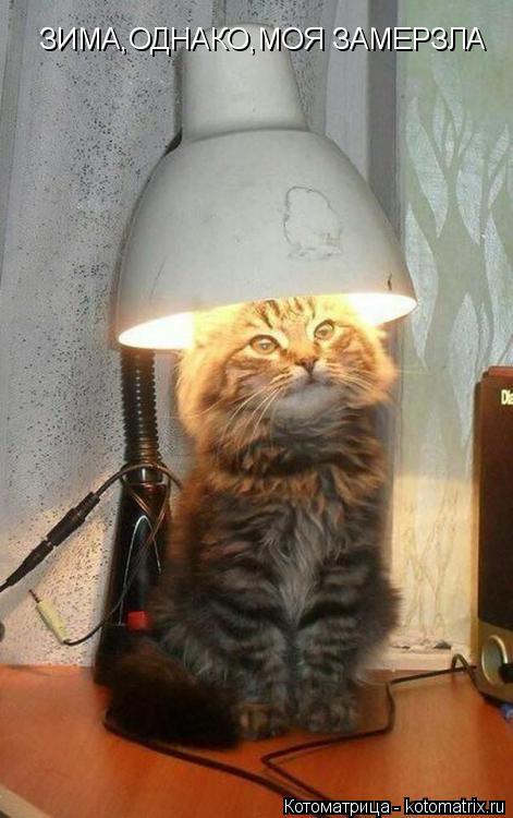 Котоматрица: ЗИМА,ОДНАКО,МОЯ ЗАМЕРЗЛА