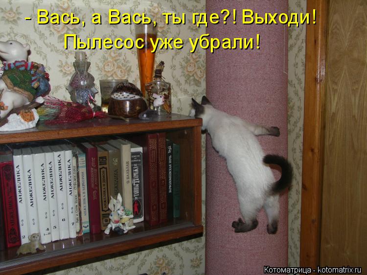 Котоматрица: - Вась, а Вась, ты где?! Выходи! Пылесос уже убрали! Пылесос уже убрали!