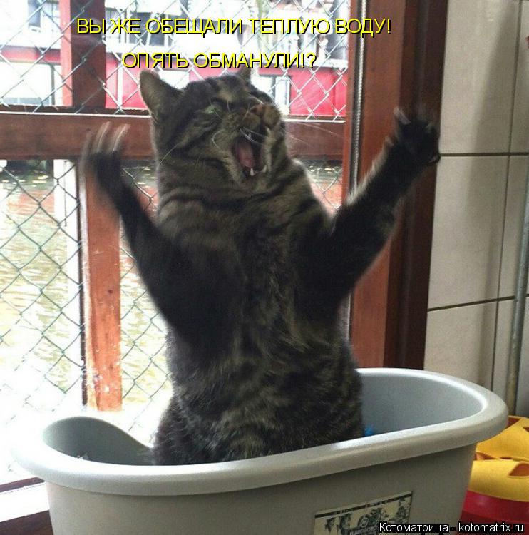 Котоматрица: ВЫ ЖЕ ОБЕЩАЛИ ТЕПЛУЮ ВОДУ! ОПЯТЬ ОБМАНУЛИ!?