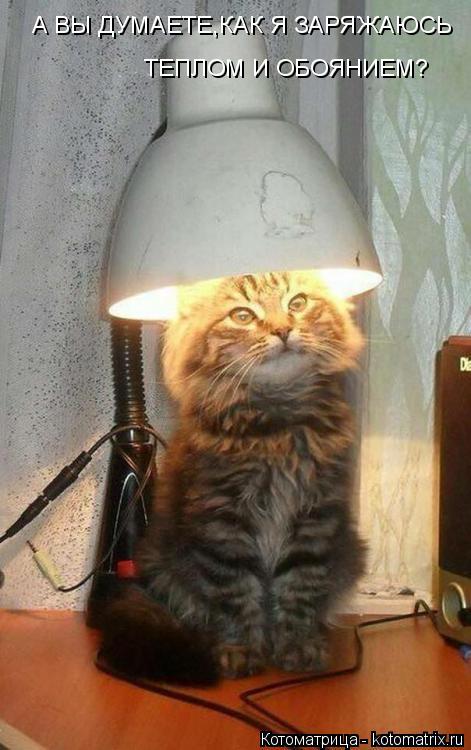 Котоматрица: А ВЫ ДУМАЕТЕ,КАК Я ЗАРЯЖАЮСЬ ТЕПЛОМ И ОБОЯНИЕМ?