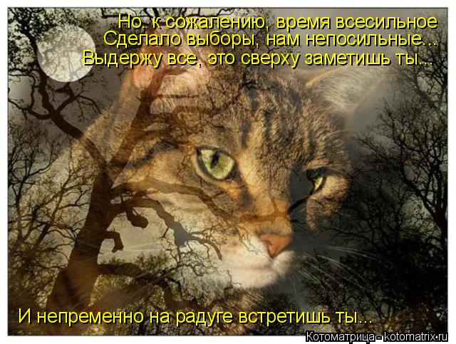 Котоматрица: Но. к сожалению, время всесильное  Сделало выборы, нам непосильные... Выдержу все, это сверху заметишь ты... И непременно на радуге встретишь т