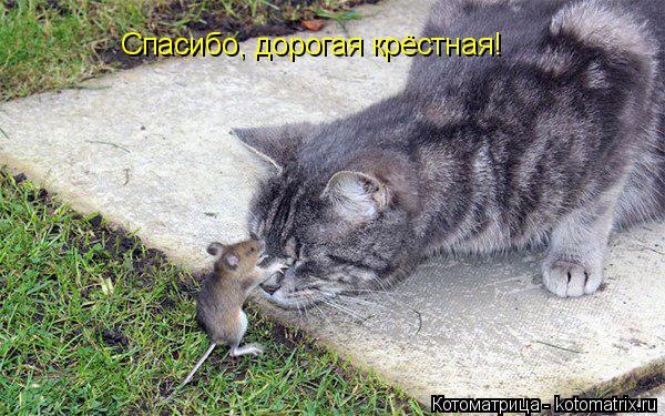 Котоматрица: Cпасибо, дорогая крёстная!