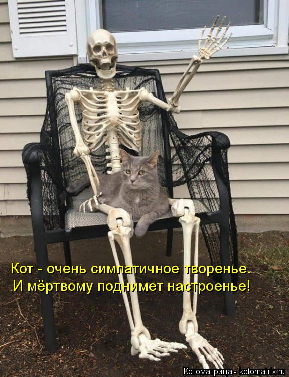 Кот - очень симпатичное творенье. И мёртвому поднимет настроенье!... Котоматрица: Кот - очень симпатичное творенье. И мёртвому поднимет настроенье!