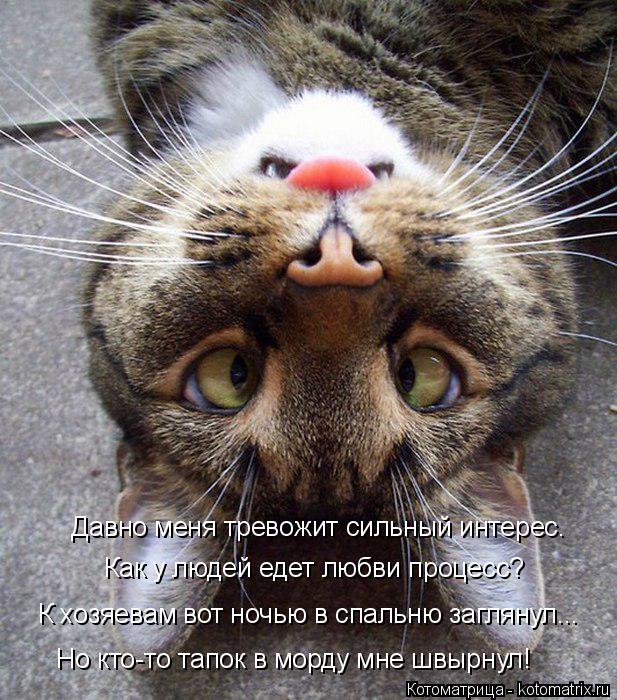 Котоматрица: Как у людей едет любви процесс?  Давно меня тревожит сильный интерес. К хозяевам вот ночью в спальню заглянул... Но кто-то тапок в морду мне шв
