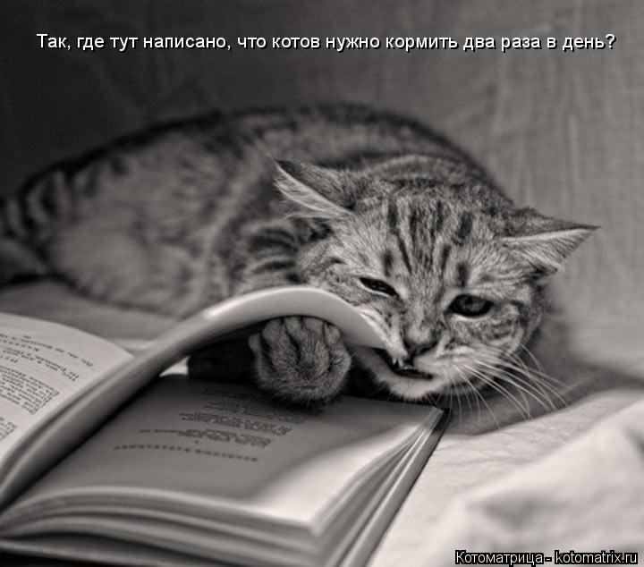 Котоматрица: Так, где тут написано, что котов нужно кормить два раза в день?
