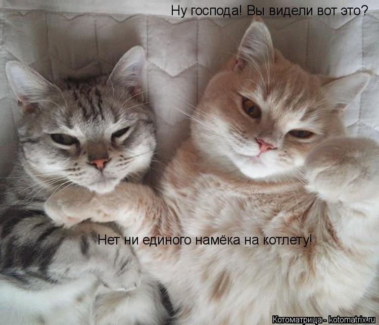 Котоматрица: Ну господа! Вы видели вот это? Нет ни единого намёка на котлету!