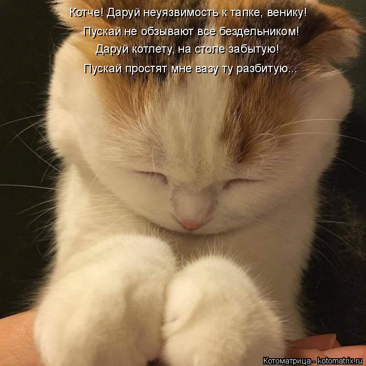 Котоматрица: Котче! Даруй неуязвимость к тапке, венику! Даруй котлету, на столе забытую! Пускай не обзывают все бездельником! Пускай простят мне вазу ту р