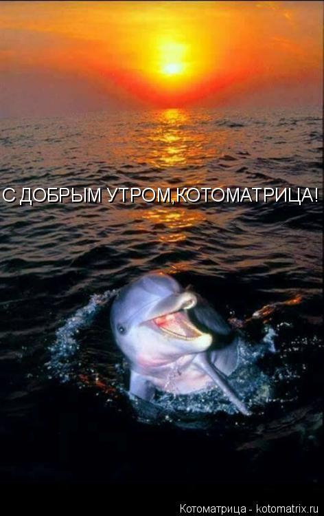 Котоматрица: s С ДОБРЫМ УТРОМ,КОТОМАТРИЦА!